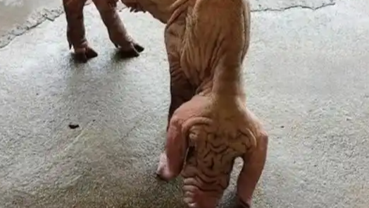 第一次见“骨瘦如柴”的猪热搜配图